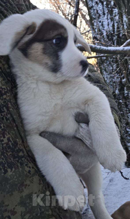 Собаки в Москве: В поисках дома Девочка, Бесплатно - фото 2