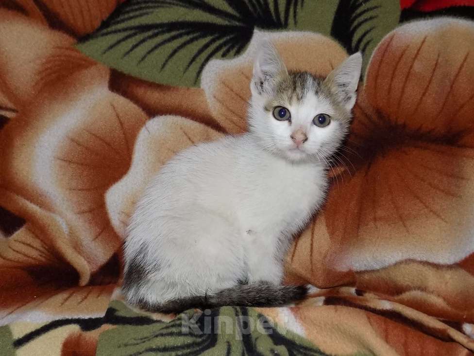 Кошки в Москве: Турецкий ван, мальчик (анатолийская) Мальчик, 10 000 руб. - фото 6