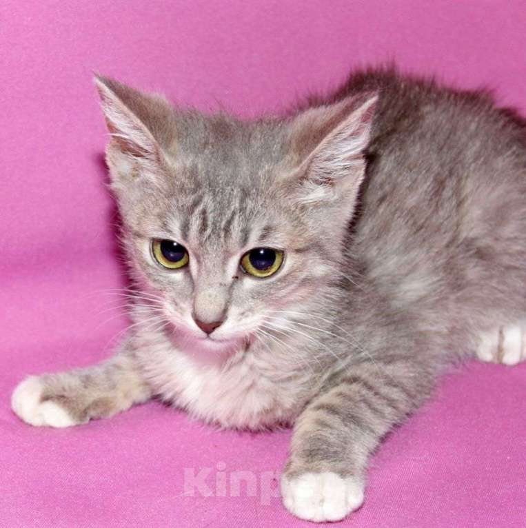 Кошки в Москве: Воробушек живёт без света взаперти Мальчик, Бесплатно - фото 4