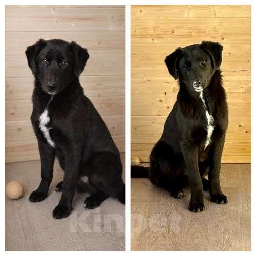 Собаки в Москве: Ричард и Сеня, добрые, умные, контактные щенки-подростки ищут дом Мальчик, Бесплатно - фото 1