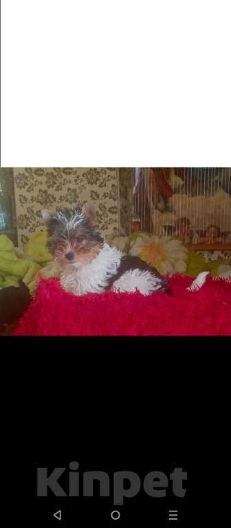 Собаки в Санкт-Петербурге: Щенок бивер Йорк Мальчик, 18 000 руб. - фото 1