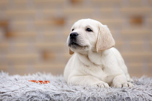 Палевые щенки Лабрадора от Чемпиона Мира