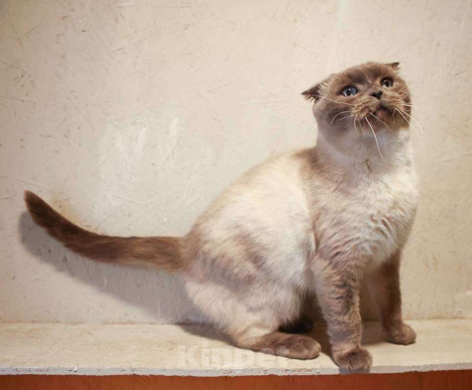 Кошки в других городах Московской области: Красавица Сямочка ищет дом Девочка, 10 руб. - фото 4