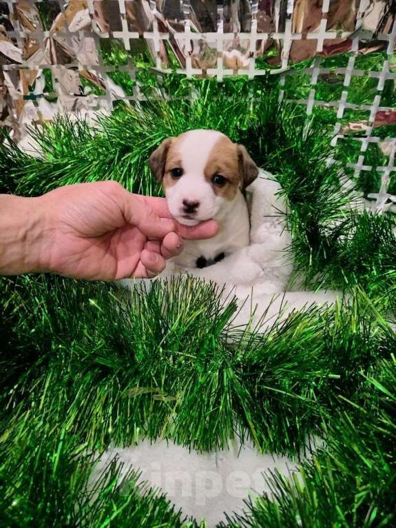 Собаки в Иркутске: Мальчик  Мальчик, 20 000 руб. - фото 2