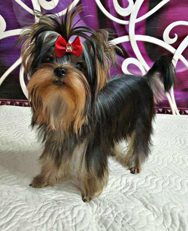 Собаки в Москве: МАЛЬЧИКИ-КРАСАВЧИКИ Мальчик, 45 руб. - фото 2