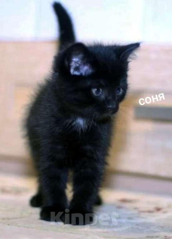 Кошки в Жуковском: Котята Девочка, 1 500 руб. - фото 5