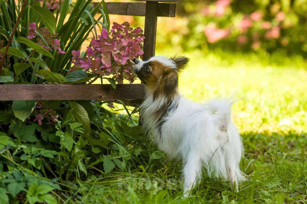 Собаки в Москве: Континентальный той-спаниель папильон, щенок Мальчик, 65 000 руб. - фото 5