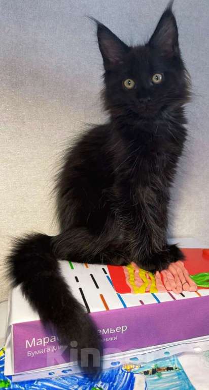 Кошки в Санкт-Петербурге: Мальчик черный солид Мальчик, 80 000 руб. - фото 1