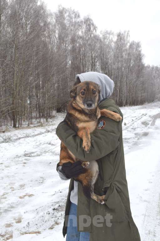 Собаки в Москве: Маленькая собачка из приюта в добрые руки Девочка, Бесплатно - фото 2