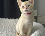 Кошки в Москве: Бурма. Котенок. Девочка в редком окрасе. Девочка, 55 000 руб. - фото 3