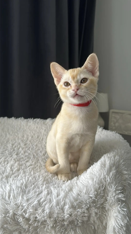 Кошки в Москве: Бурма. Котенок. Девочка в редком окрасе. Девочка, 55 000 руб. - фото 3