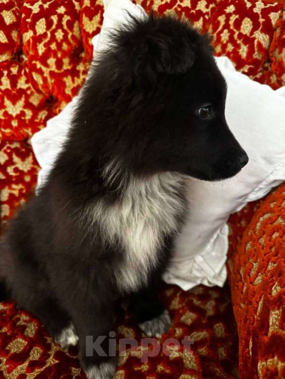 Собаки в Москве: В добрые руки мальчик! щенок ищет дом! Мальчик, Бесплатно - фото 2