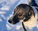 Собаки в Москве: Очень умная и благодарная собака Герда ищет семью! Девочка, Бесплатно - фото 6