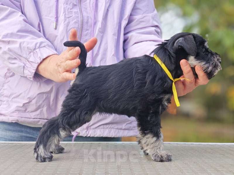 Собаки в Краснодаре: Щенки цвергшнауцера Девочка, 55 000 руб. - фото 1