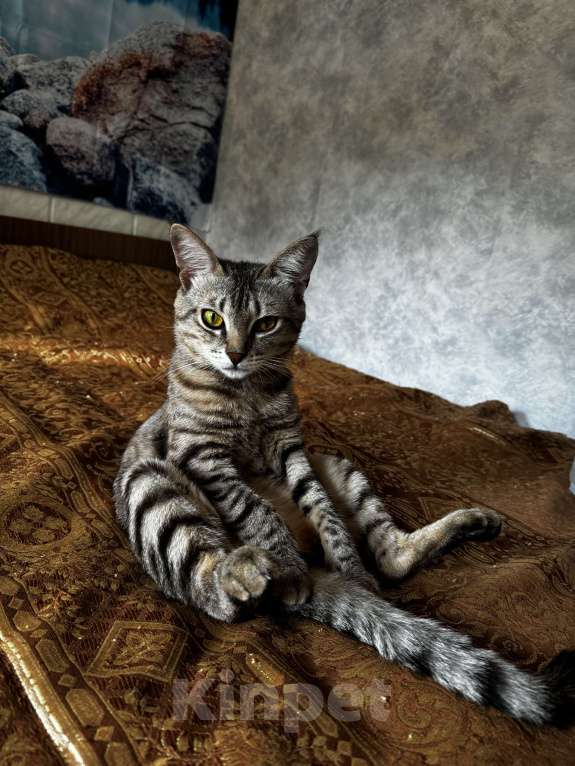 Кошки в Сочи: Ищем кота, Ричард!!!Срочно!!! Мальчик, 5 500 руб. - фото 4