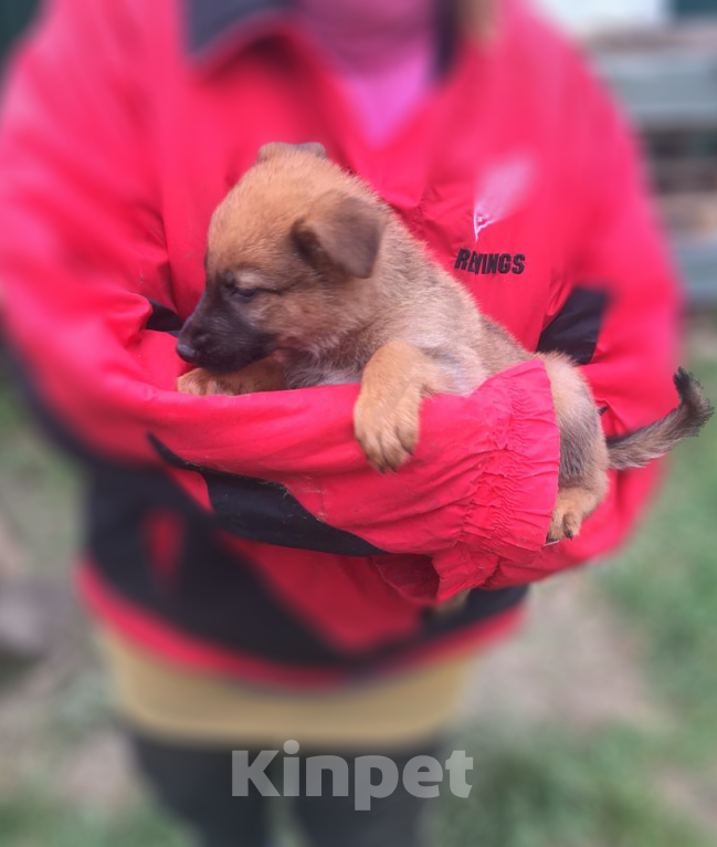 Собаки в Москве: Щенок немецкой овчарки Мальчик, 5 000 руб. - фото 2