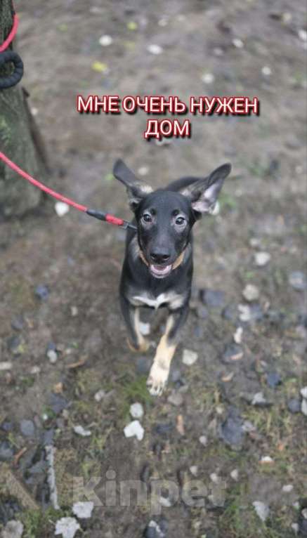 Собаки в Москве: Щенок Парсифаль ищет Вас для большой дружбы! Мальчик, Бесплатно - фото 5