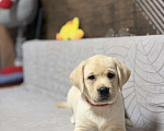 Собаки в других городах Московской области: Палевый щенок лабрадора Девочка, 80 000 руб. - фото 3