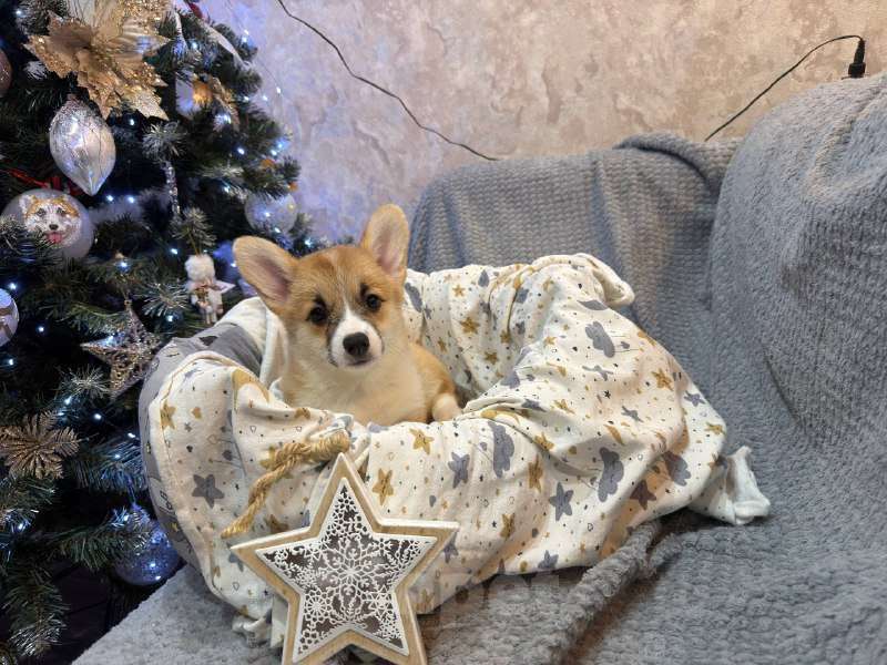 Собаки в Перми: Щенки вельш корги пемброк девочки Девочка, 65 000 руб. - фото 2