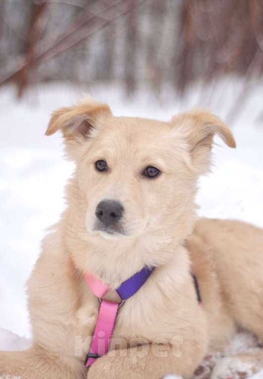 Собаки в Москве: Пушистая нежная Дори в добрые руки Девочка, Бесплатно - фото 5