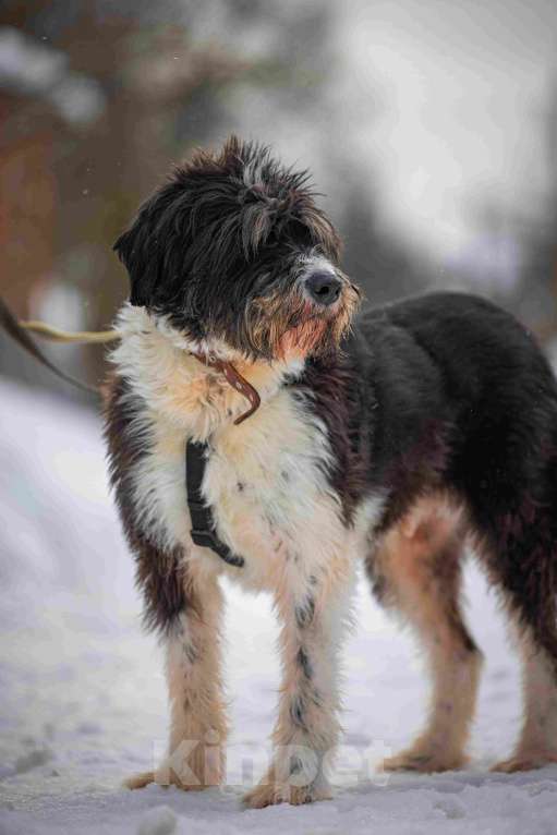 Собаки в Москве: Собака-мечта бородатик Тайсон в добрые руки Мальчик, Бесплатно - фото 4