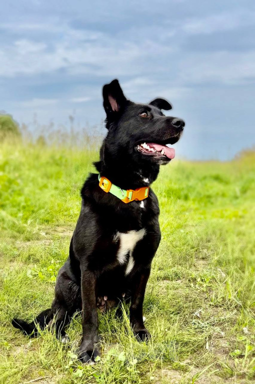 Собаки в Москве: СНЕЖА. Очень ориентирована на человека. Девочка, 1 руб. - фото 7