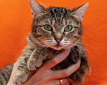 Кошки в Москве: Зеленоглазое чудо, молодая домашняя кошечка Тая в добрые руки Девочка, 10 руб. - фото 1