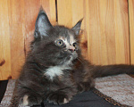 Кошки в Моздоке: Котята мейн кун, 15 000 руб. - фото 4