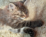 Кошки в Климовске: Ласковый маленький котенок ищет дом Девочка, 2 руб. - фото 2