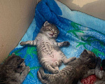 Кошки в Воронеже: Милые котята, Бесплатно - фото 3