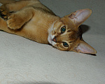 Кошки в Орле: Абиссинские котята Девочка, 20 000 руб. - фото 3