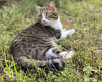 Кошки в других городах Московской области: 📌ПОТЕРЯЛСЯ КОТ📌 помогите найти за вознаграждение  Мальчик, 10 000 руб. - фото 5