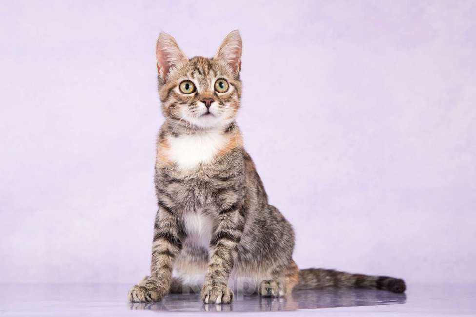 Кошки в Москве: Ириска ищет дом Девочка, 100 руб. - фото 4