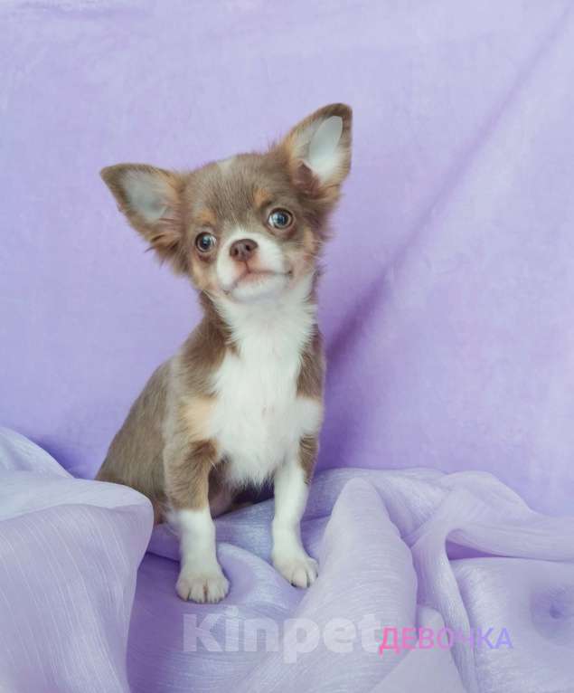 Собаки в Ногинске: Девочка Чихуахуа Девочка, 45 000 руб. - фото 1