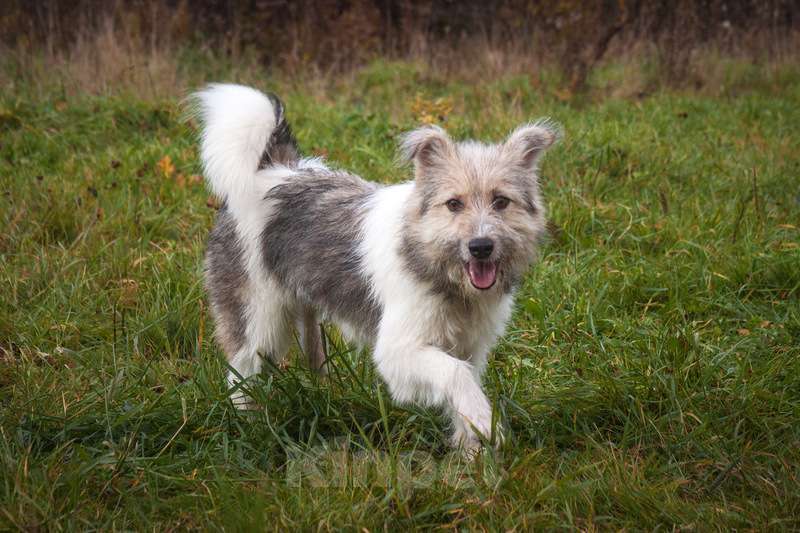 Собаки в Москве: Очаровательный небольшой бородатик Фанни в добрые руки Девочка, 1 руб. - фото 4