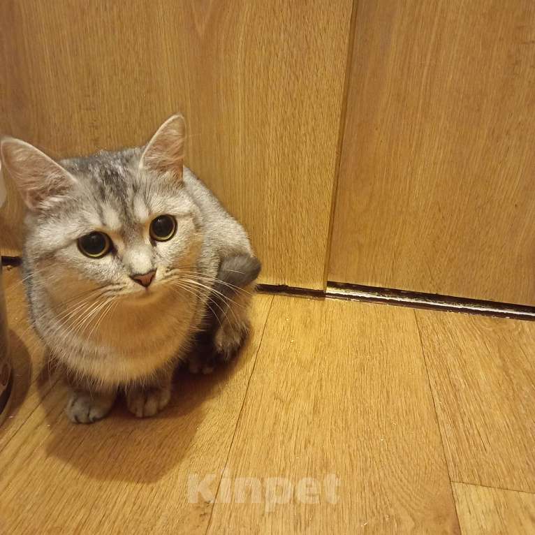 Кошки в Санкт-Петербурге: В добрые руки шотландская девочка. Девочка, 1 000 руб. - фото 3