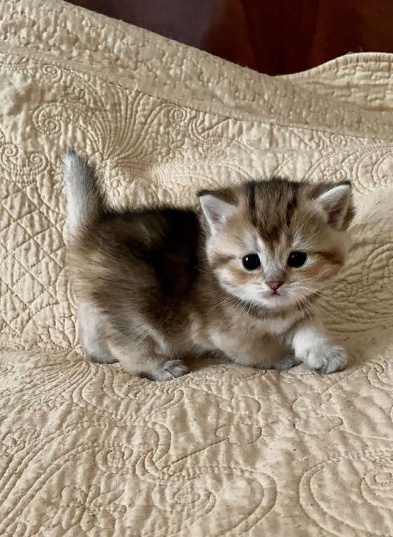 Кошки в Санкт-Петербурге: золотые шиншилы Мальчик, 45 000 руб. - фото 2