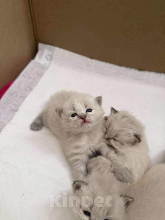 Кошки в Санкт-Петербурге: Невские маскарадный котята Мальчик, 27 000 руб. - фото 2