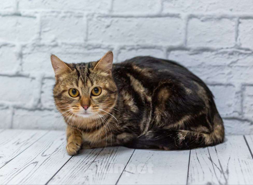 Кошки в Москве: Золотой кот ищет дом и лучшие ручки Мальчик, Бесплатно - фото 4