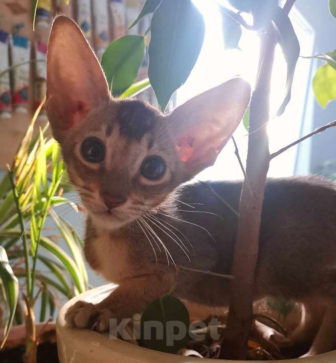 Кошки в Москве: ориентальная пантера и др. Девочка, 50 000 руб. - фото 7