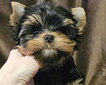 Собаки в Москве: Мальчик йорка  Мальчик, 60 000 руб. - фото 4