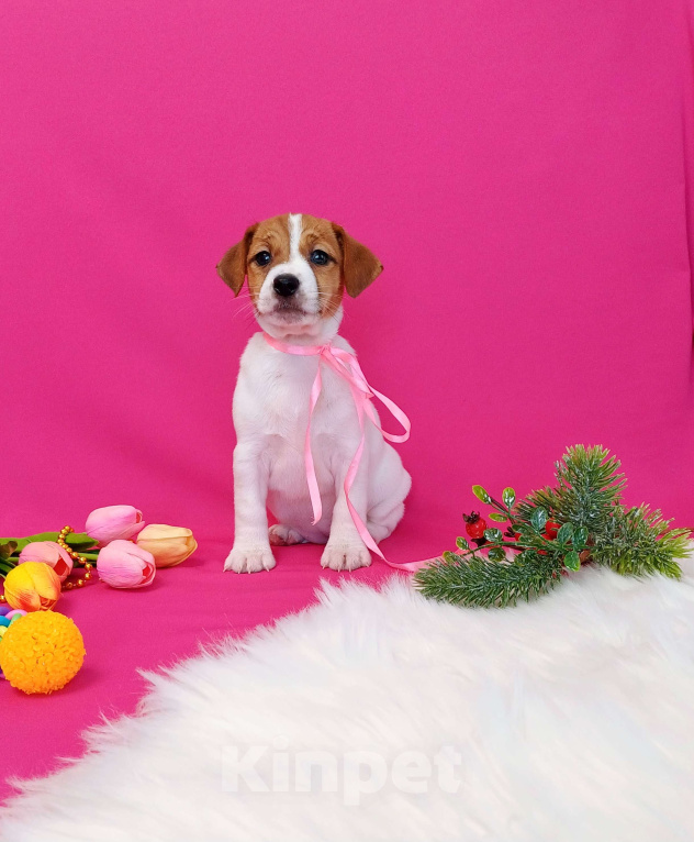 Собаки в Чите: Щенки Джек Рассел терьер мальчики и девочки  Девочка, 35 000 руб. - фото 3