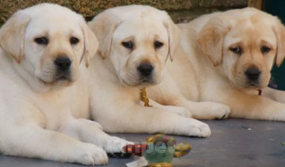 Собаки в Владимире: Щенки Лабрадора палевые  Мальчик, 21 000 руб. - фото 4