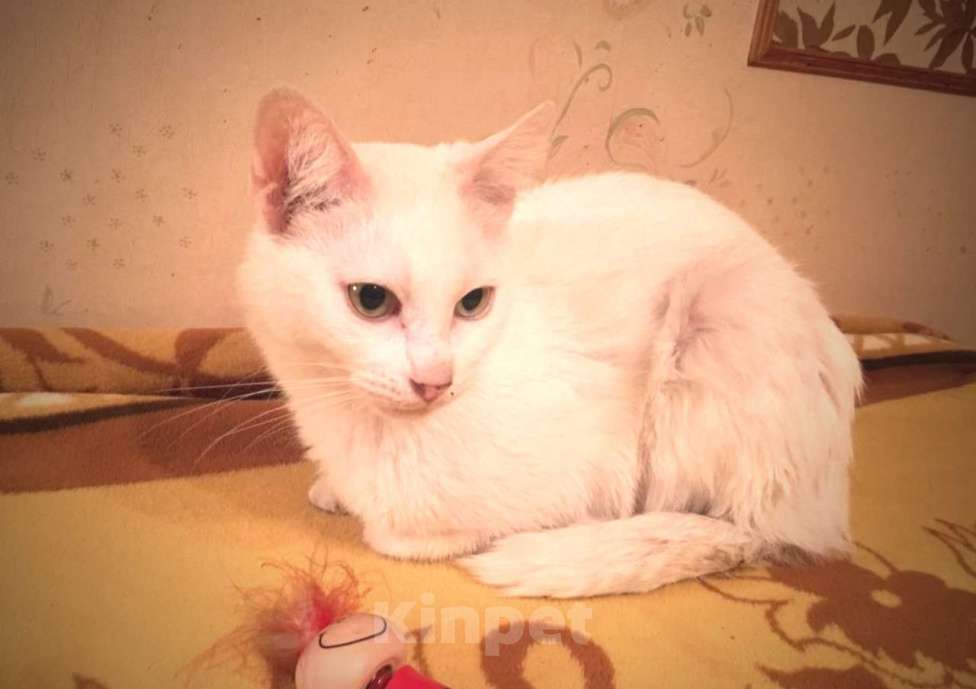 Кошки в Москве: Бедный Альбус. Белый кот в добрые руки. Мальчик, Бесплатно - фото 8