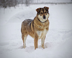 Собаки в Наро-Фоминске: Белла Девочка, Бесплатно - фото 4