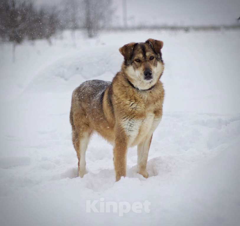 Собаки в Наро-Фоминске: Белла Девочка, Бесплатно - фото 4