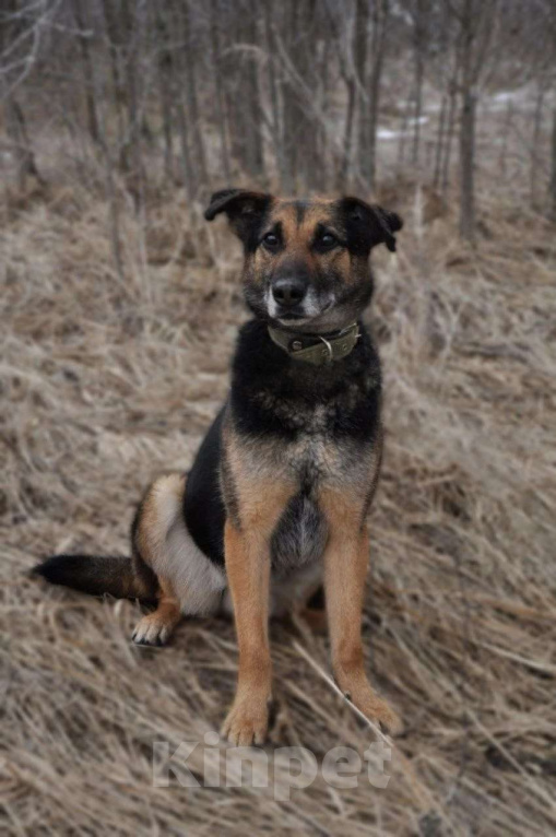 Собаки в Ногинске: Астор - небольшой пёсик ждет свою семью в приюте Мальчик, Бесплатно - фото 1