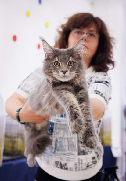Кошки в Москве: Ласковый малыш Мейн-Кун Мальчик, 100 000 руб. - фото 7