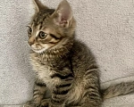 Кошки в Санкт-Петербурге: Ищем дом спасенных  с улицы котят! 🐾 Мальчик, Бесплатно - фото 7
