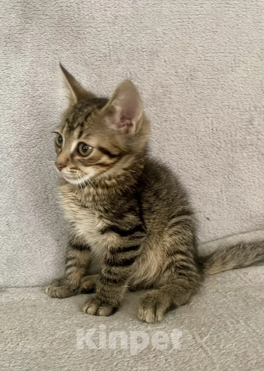 Кошки в Санкт-Петербурге: Ищем дом спасенных  с улицы котят! 🐾 Мальчик, Бесплатно - фото 7